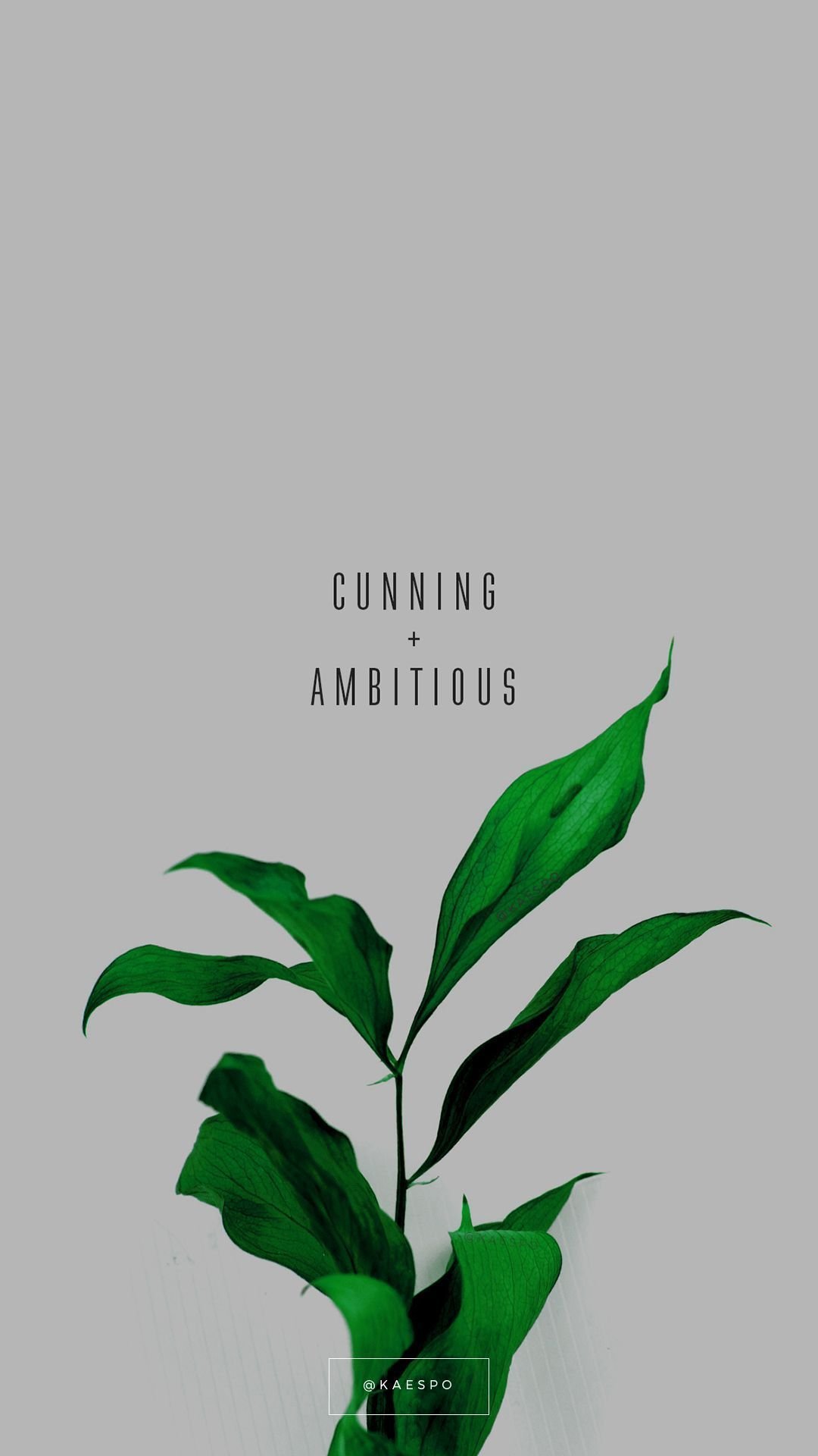 Tropical Plant Aesthetic Art Summer Minimalist Background Wallpaper Image  For Free Download  Pngtree