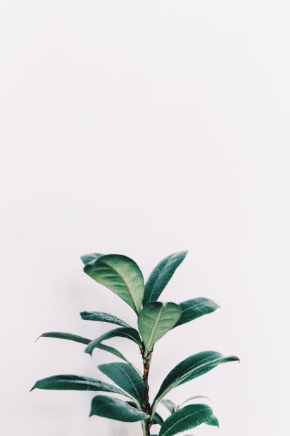 Aesthetic Plants Wide Screen Background.