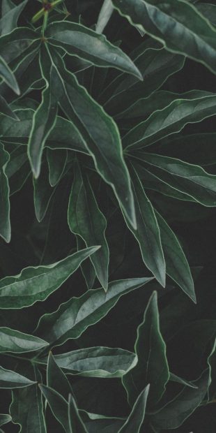 Aesthetic Plants Wide Screen Background HD.