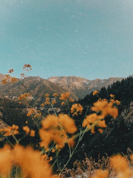 Aesthetic Retro Wallpaper Nature Flower Moutain.