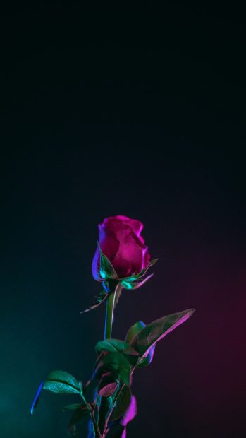 Aesthetic Rose Background.