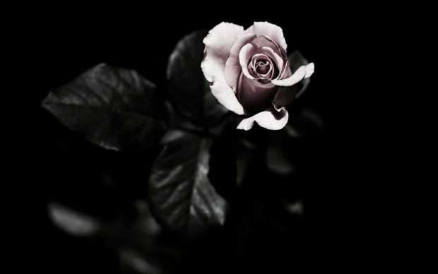 Aesthetic Rose Desktop Wallpaper.