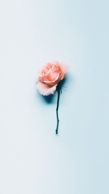 Aesthetic Rose HD Wallpaper.