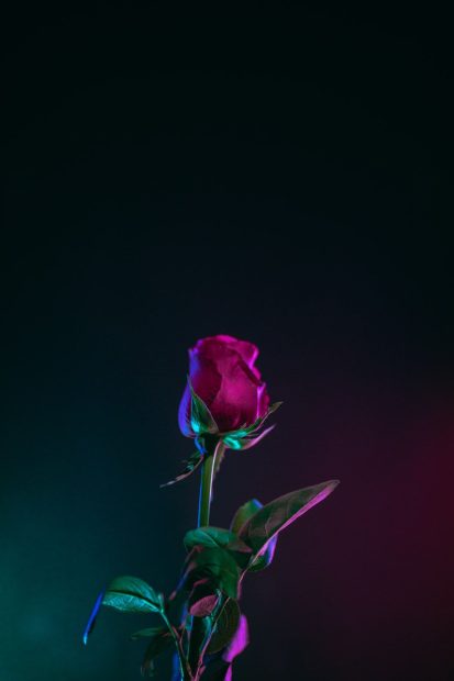 Aesthetic Rose Pictures Free Download.