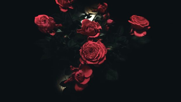 Aesthetic Rose Wallpaper Dark.