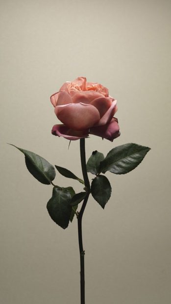 Aesthetic Rose Wallpaper HD 1080p.