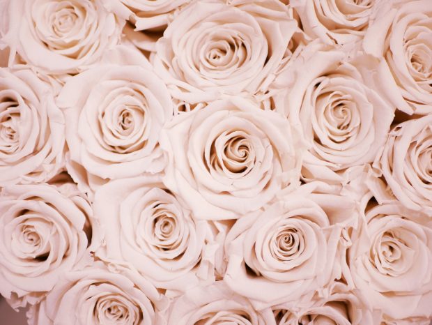 Aesthetic Rose Wallpaper Pink Roses.