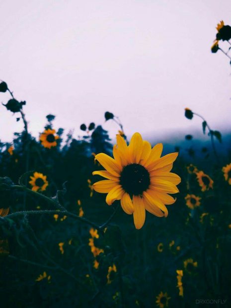 Aesthetic Sunflower Backgrounds Free Download.
