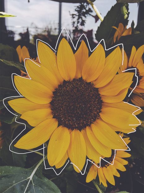 Aesthetic Sunflower Backgrounds HD.