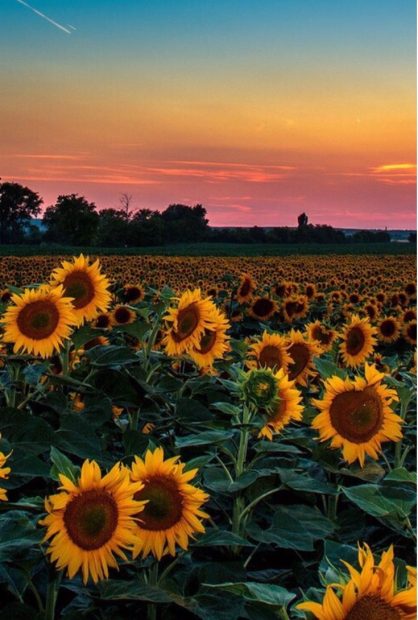 Aesthetic Sunflower Backgrounds High Quality.