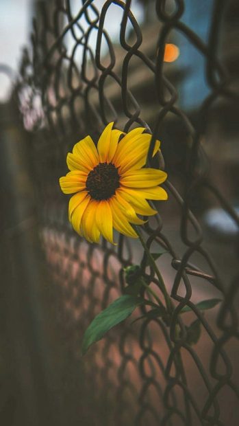 Aesthetic Sunflower Backgrounds High Resolution.