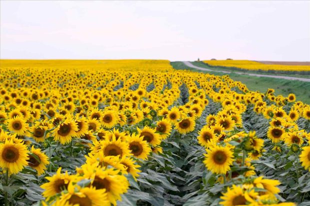 Aesthetic Sunflower Backgrounds Morning.