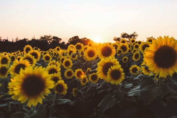 Aesthetic Sunflower Backgrounds Sunrise.