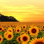 Aesthetic Sunflower Backgrounds Vintage.