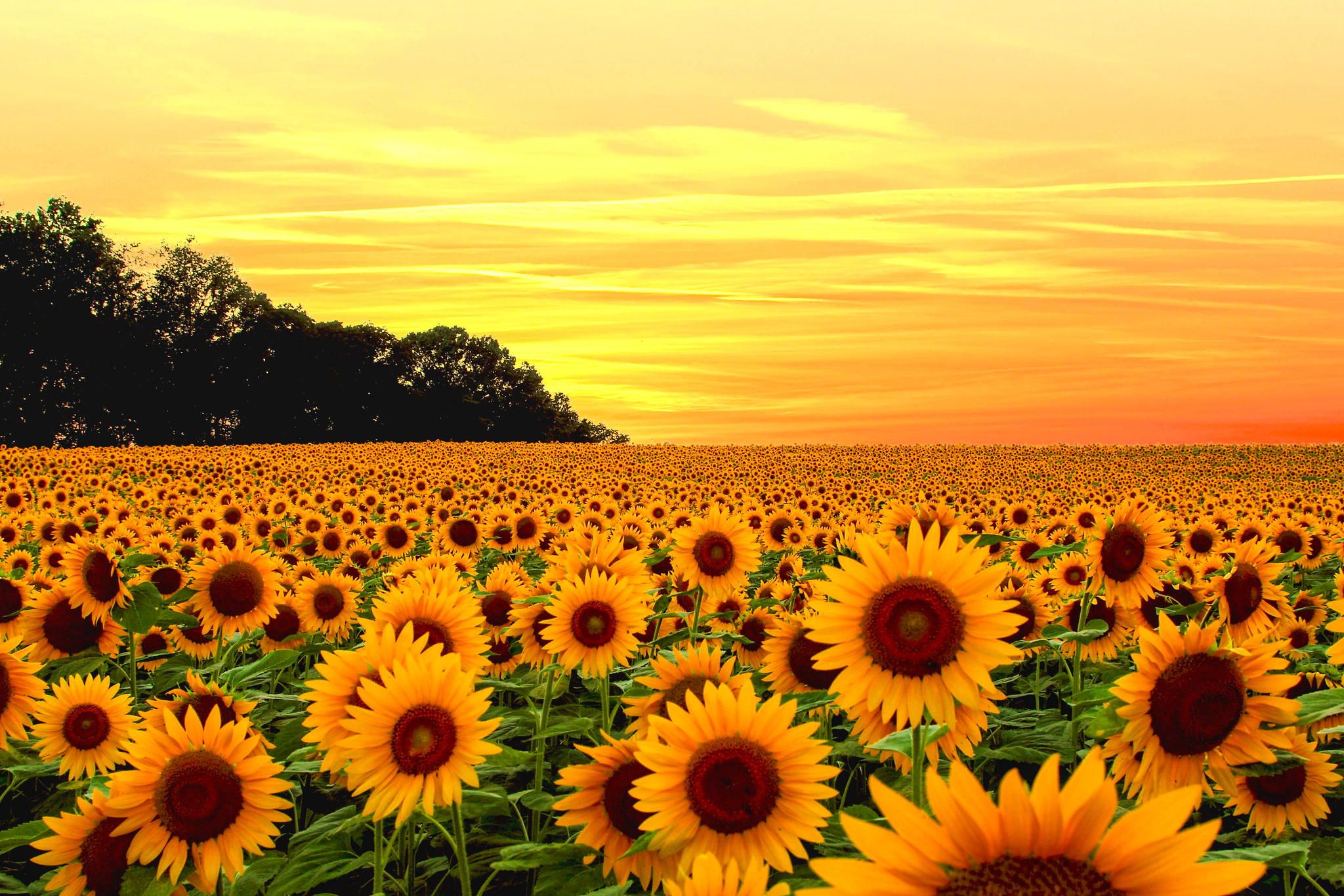 Sunflower Field Photography Sunflower At Sunset Summer Wallpaper Hd   Wallpapers13com