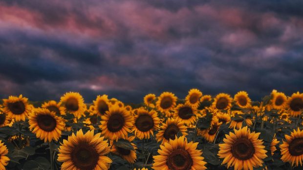 Aesthetic Sunflower Desktop Backgrounds.