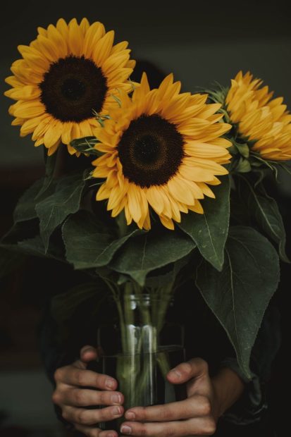 Aesthetic Sunflower Image.