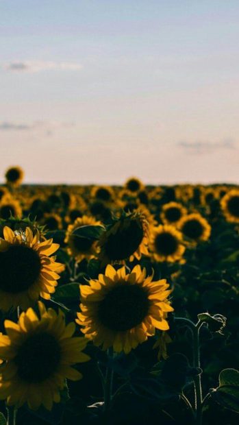 Aesthetic Sunflower Wallpaper for iPhone.