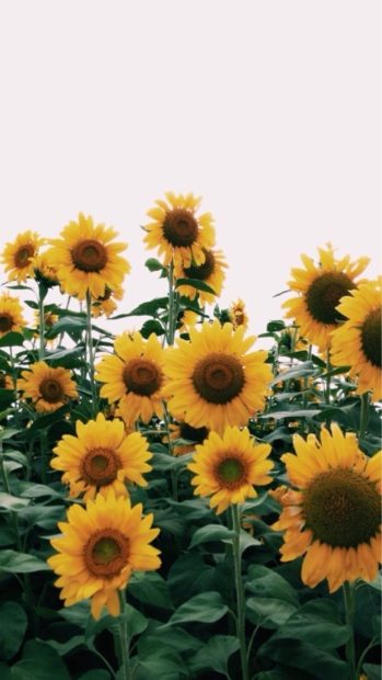 Aesthetic Sunflower Wide Screen Backgrounds.