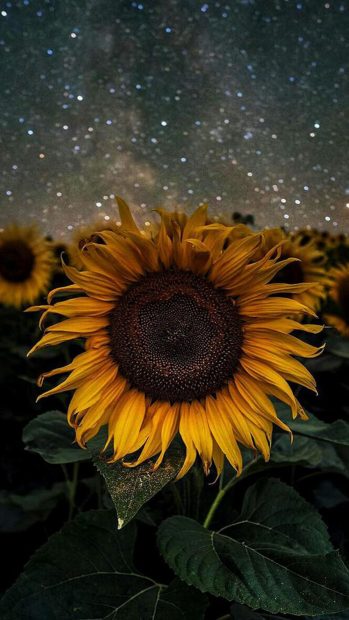 Aesthetic Sunflower iPhone Wallpapers.