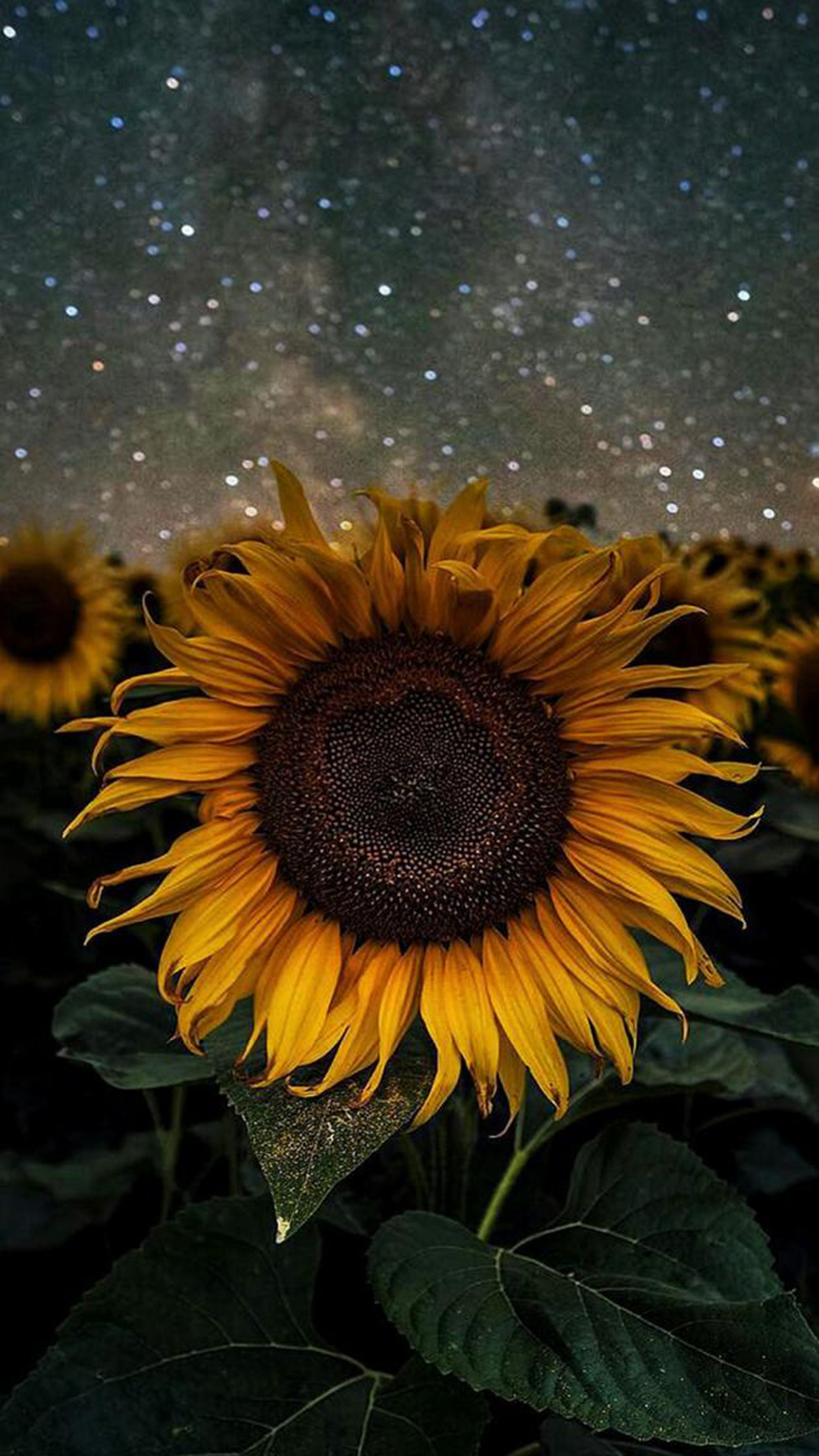 Quotes On Sunflower Wallpapers  Wallpaper Cave