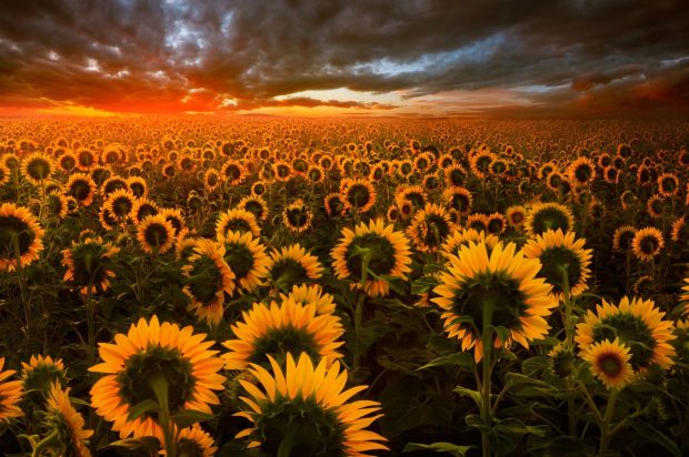 Aesthetic Sunflowers Wallpaper HD.