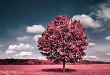 Aesthetic Wallpaper Ipad Wallpaper Pink Tree.