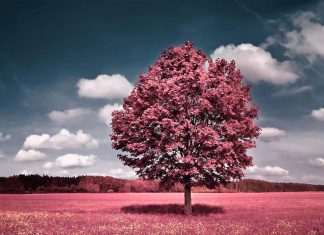 Aesthetic Wallpaper Ipad Wallpaper Pink Tree.