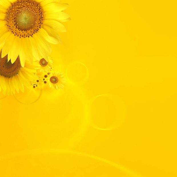 Aesthetic Wallpaper Ipad Wallpaper Sunflower.