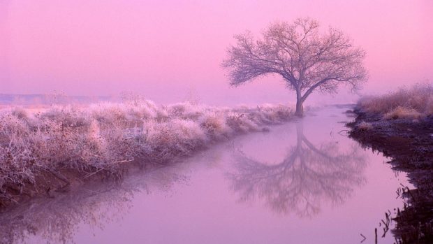 Aesthetic Wallpaper Pink Wallpaper Tree.