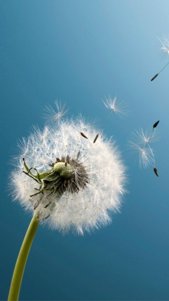 Aesthetic Wallpaper Pinterest Wallpaper Free Download Dandelion.