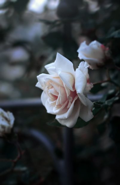 Aesthetic White Wallpaper HD Flower Rose.