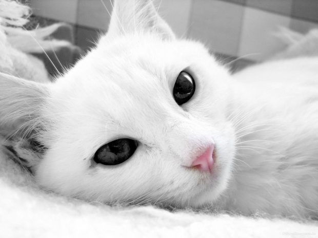 Aesthetic White Wallpaper White Cat.