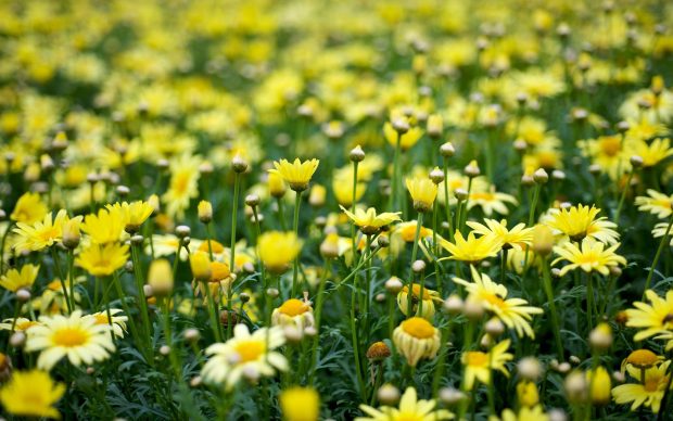Aesthetic Yellow Backgrounds HD Flower.