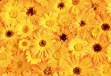 Aesthetic Yellow Backgrounds HD Free download Flower.