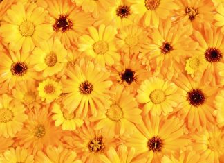 Aesthetic Yellow Backgrounds HD Free download Flower.