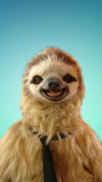 Animal Sloth Wallpaper HD.