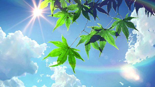 Anime Forest Backgrounds 1080p.