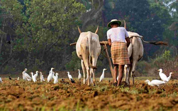 Asian Farm Wallpaper HD.