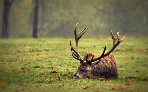 Autumn Deer Wallpaper HD.