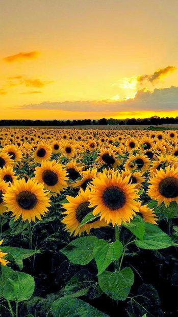 Awesome Aesthetic Sunflower Wallpaper.