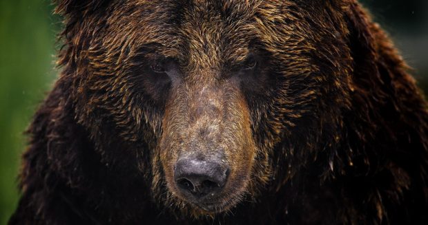 Awesome Bear Background.