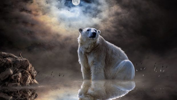 Awesome Bear Wallpaper HD.