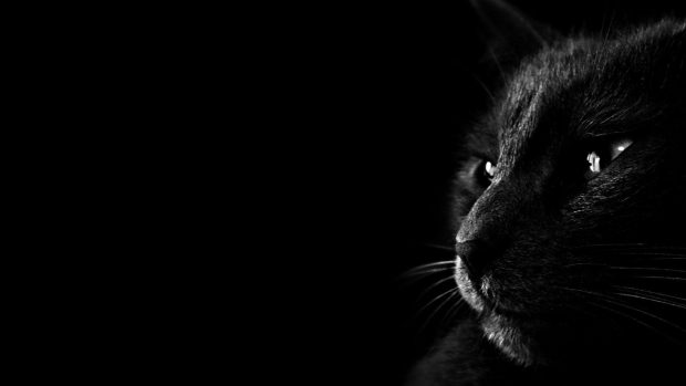 Awesome Black Cat Background.
