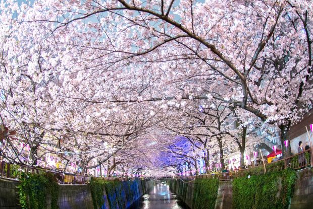Awesome Cherry Blossom Wallpaper HD.