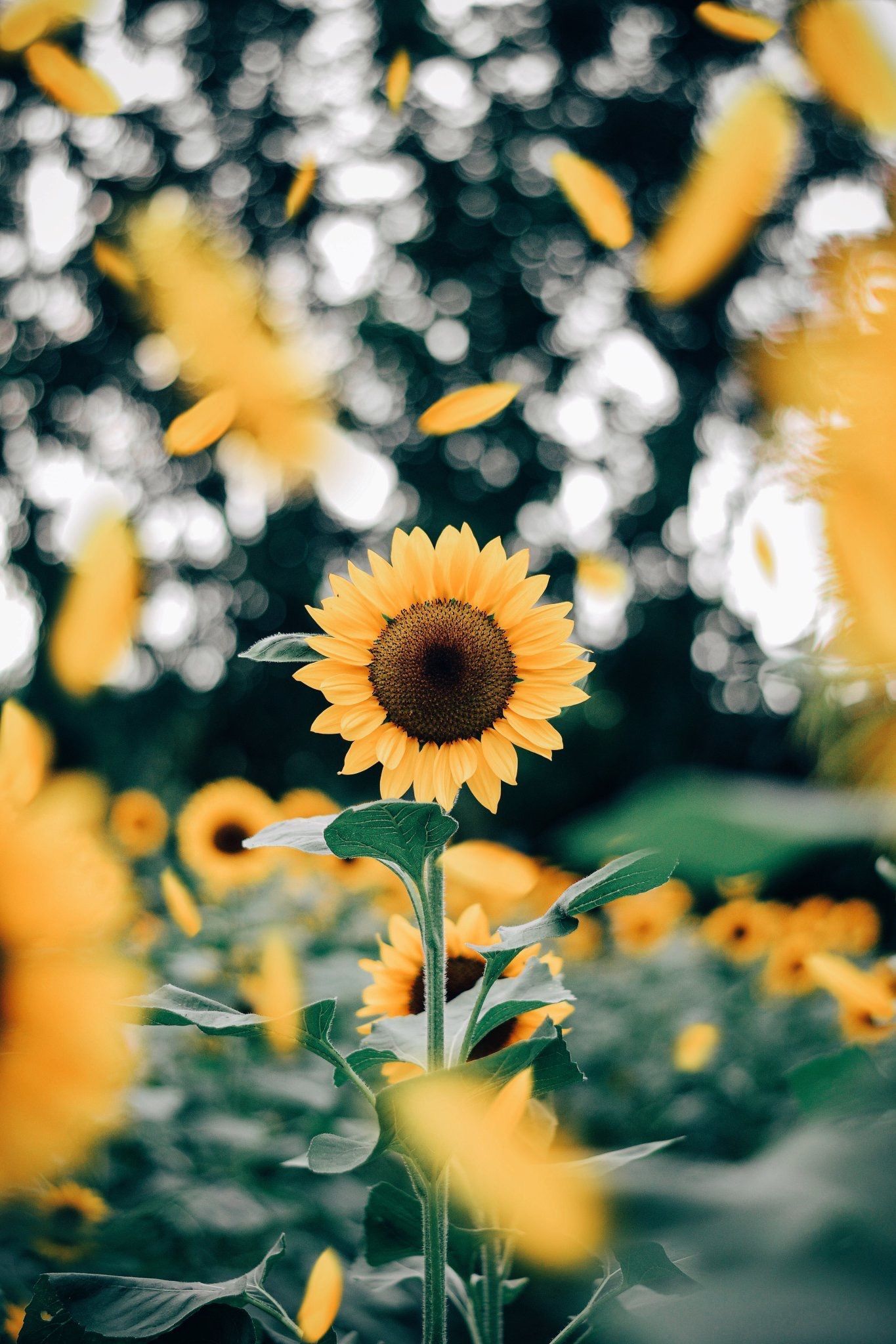 Download A beautiful sunflower illuminated by the bright summer sun  Wallpaper  Wallpaperscom