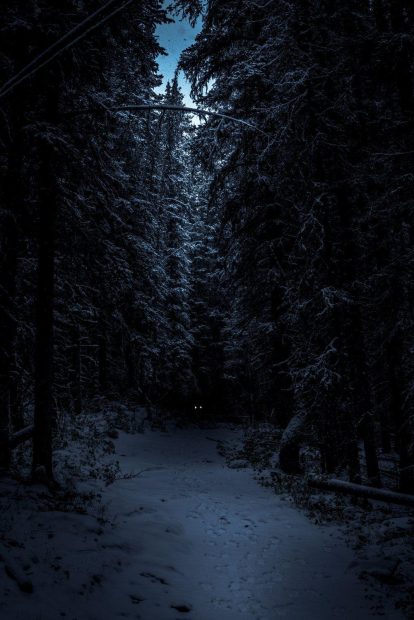 Awesome Dark Forest Background.