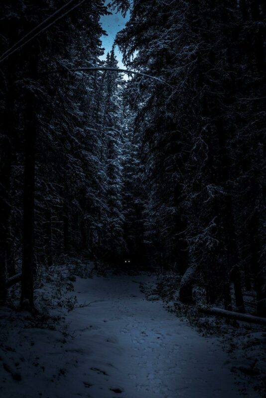 Dark Forest Backgrounds HD High Quality - PixelsTalk