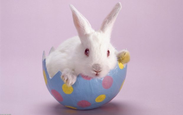 Awesome Easter Bunny Wallpaper HD.