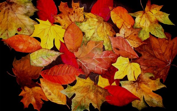 Awesome Fall Leaves Background.